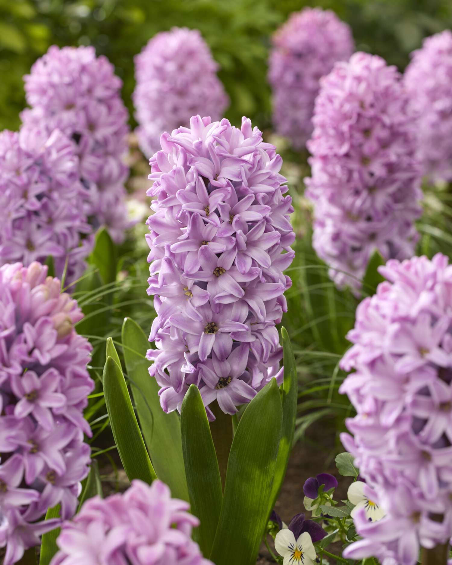 Hyazinthe 'Splendid Cornelia'